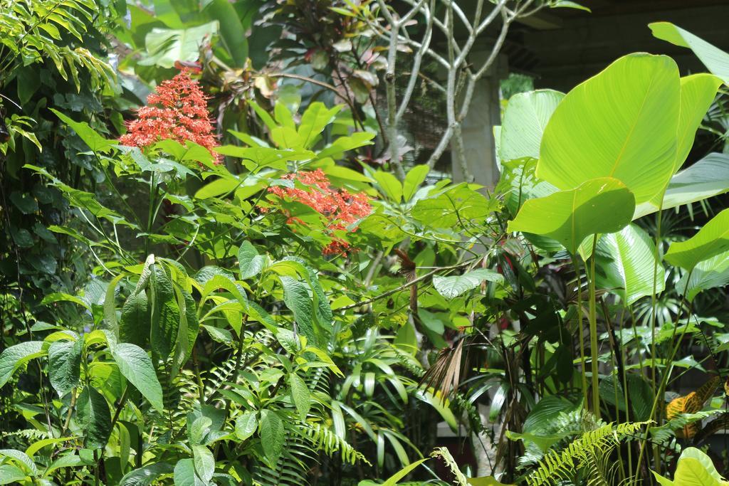 Karang Mesari Ubud Guest House 외부 사진
